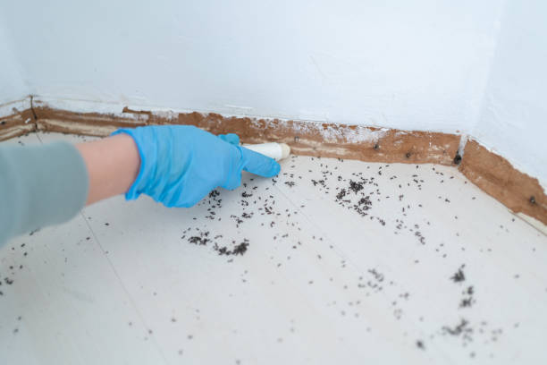 Best Rat Extermination Near Me  in Cedar Mill, OR